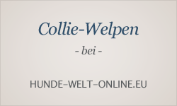 Welpeninserate bei hunde-welt-online.eu