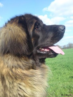 Leonberger - Quelle: http://www.leonberger-vom-temnitzufer.de