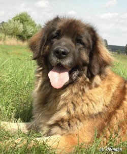 Leonberger - Quelle: http://www.leonberger-vom-temnitzufer.de