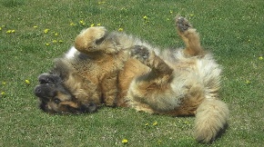 Leonberger - Quelle: http://www.leonberger-vom-temnitzufer.de