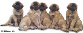 Leonberger-Welpen - Quelle: http://www.leonberger-vom-temnitzufer.de