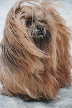 Lhasa Apso - Quelle: http://www.lhasa-apso-kasu.de Hundefotos - Quelle: http://www.lhasa-apso-kasu.de