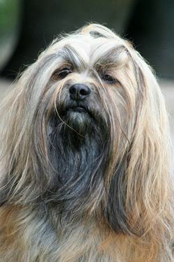 Hundefotos - Quelle: http://www.lhasa-apso-kasu.de