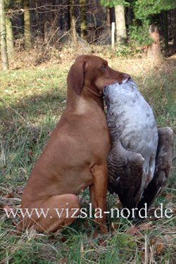 Hundefotos - Quelle: http://www.vizsla-nord.de