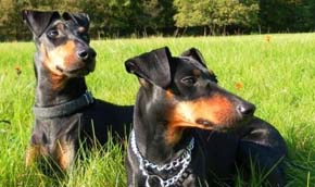 Manchester Terrier - Quelle: http://www.manchester-terrier-von-barkelsby.de Manchester Terrier - Quelle: http://www.manchester-terrier-von-barkelsby.de