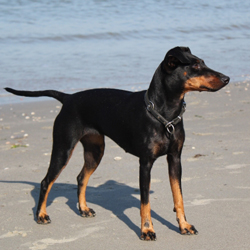 Manchester Terrier - Quelle: http://www.manchester-terrier-kings-agents.de