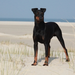 Manchester Terrier - Quelle: http://www.manchester-terrier-kings-agents.de