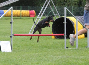 Manchester Terrier - Quelle: http://www.manchester-terrier-kings-agents.de Manchester Terrier - Quelle: http://www.manchester-terrier-kings-agents.de