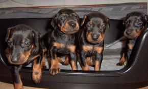 Manchester Terrier Welpen - Quelle: http://www.manchester-terrier-sauerland.de Manchester Terrier Welpen - Quelle: http://www.manchester-terrier-sauerland.de