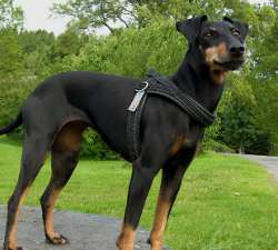 Manchester Terrier - Quelle: http://www.manchester-terrier-sauerland.de