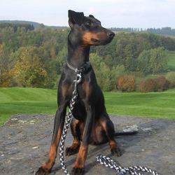 Manchester Terrier, Gweeny - Quelle: http://www.manchester-terrier-sauerland.de