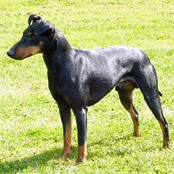 Manchester Terrier - Quelle: http://www.manchester-terrier-vom-trajan.de