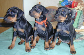 Manchester Terrier - Quelle: http://www.manchester-terrier-vom-trajan.de Manchester Terrier - Quelle: http://www.manchester-terrier-vom-trajan.de
