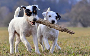 Parson Russell Terrier- Quelle: http://www.prt-rambling.com Parson Russell Terrier- Quelle: http://www.prt-rambling.com