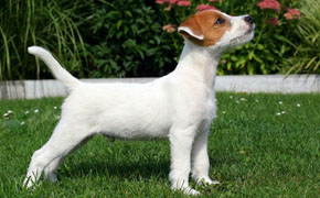 Parson Russell Terrier- Quelle: http://www.prt-rambling.com Parson Russell Terrier- Quelle: http://www.prt-rambling.com