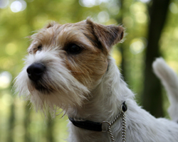 Parson Russell Terrier - Quelle: http://www.pjrt-von-morrien.de