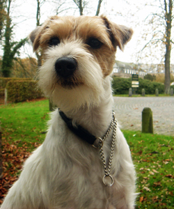 Parson Russell Terrier - Quelle: http://www.pjrt-von-morrien.de