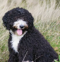 Spanischer Wasserhund, Perro de agua Español - Quelle: http://www.perro-de-agua.net