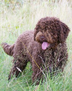 Spanischer Wasserhund, Perro de agua Español - Quelle: http://www.perro-de-agua.net