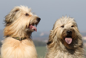 Katalanischer Schäferhund- Quelle: http://www.teamwork-dogs.de