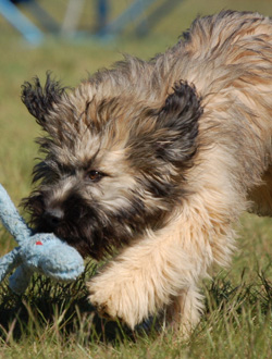 Katalanischer Schäferhund- Quelle: http://www.teamwork-dogs.de