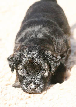 Katalanischer Schäferhund - Quelle: http://www.gos-datura-dortmund.de