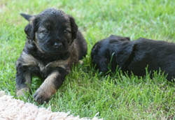 Katalanischer Schäferhund - Quelle: http://www.gos-datura-dortmund.de