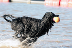 Hundefotos - Quelle: http://www.my-cao.de/
