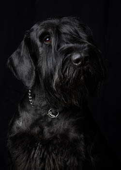 Riesenschnauzer - Quelle: http://www.riesenschnauzer-black-velvet.de