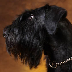 Riesenschnauzer - Quelle: http://www.riesenschnauzer-black-velvet.de