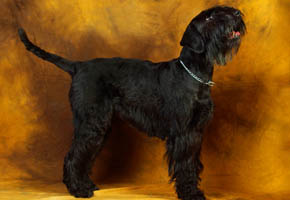 Riesenschnauzer - Quelle: http://www.riesenschnauzer-black-velvet.de