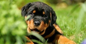 Rottweiler- Quelle: http://www.rottweilerdreams.de Rottweiler- Quelle: http://www.rottweilerdreams.de