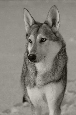 Hundefotos - Quelle: http://www.una-neshoba.de/