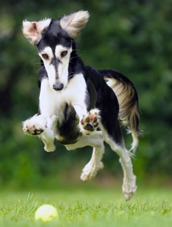 Saluki - Quelle: http://www.saluki-horn.de