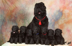Schwarzer Russischer Terrier - Quelle: http://www.schwarzer-russischer-bayern.de