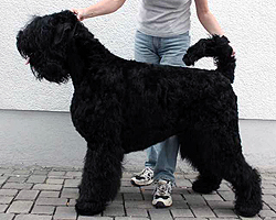 Schwarzer Russischer Terrier - Quelle: http://www.schwarzer-russischer-terrier.de