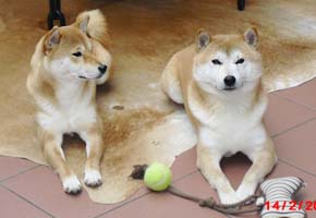 Shiba - Quelle: http://www.shiba-hochlar.de