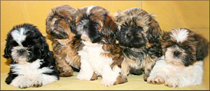 Shih Tzu Welpen - Quelle: http://www.loewenbruecke.de