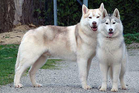 Siberian Husky - Quelle: http://www.huskyzucht.info/ Hundefotos - Quelle: http://www.huskyzucht.info/