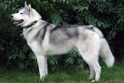 Siberian Husky - Quelle: http://www.huskyzucht.info/ Hundefotos - Quelle: http://www.huskyzucht.info/