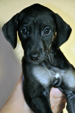 Hundefotos - Quelle: http://www.sloughi-zucht.de