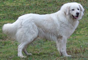 Slovensky Cuvac - Quelle: http://www.udolitary.cz Slovensky Cuvac - Quelle: http://www.udolitary.cz