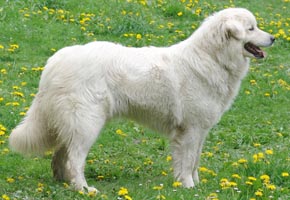 Slovensky Cuvac - Quelle: http://www.udolitary.cz Slovensky Cuvac - Quelle: http://www.udolitary.cz