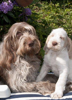 Spinone Italiano © www.spinone-info.de