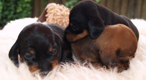 Kaninchenteckel Welpen - Quelle: http://www.dackelwinzlinge.de Kaninchenteckel Welpen - Quelle: http://www.dackelwinzlinge.de