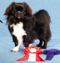Tibet Spaniel - Quelle: http://www.tibbies.de
