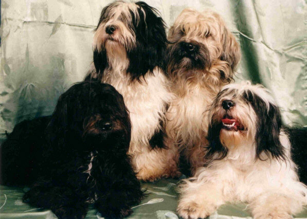 Tibet Terrier - Quelle: http://www.mariengrund.de/ Tibet Terrier - Quelle: http://www.mariengrund.de/