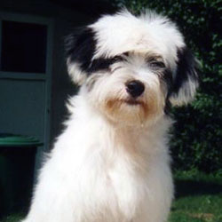 Tibet Terrier - Quelle: http://www.mariengrund.de