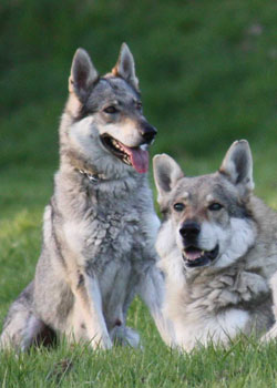 Tschechoslowakischer Wolfshund - Quelle: http://www.wolfshunde-herne.de