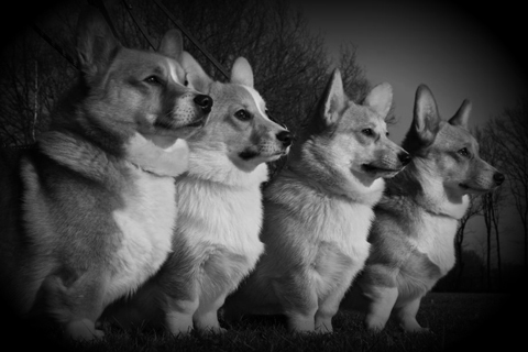 Welsh Corgi Pembroke - Quelle: http://www.y-ddraig-goch.nl/ Hundefotos - Quelle: http://www.y-ddraig-goch.nl/